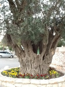 olive tree