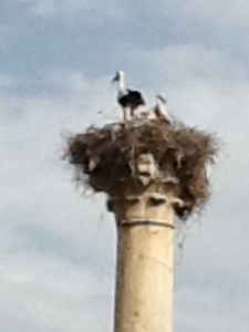 Storks