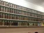 Herbs and spices in pharmacy