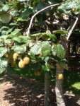 Kiwi fruit
