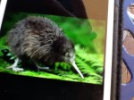 Kiwi bird