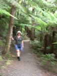 Opua Forest Trail, Paiua