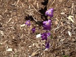 First crocuses in my garden