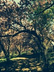Cherry blossom canopy, Central Park